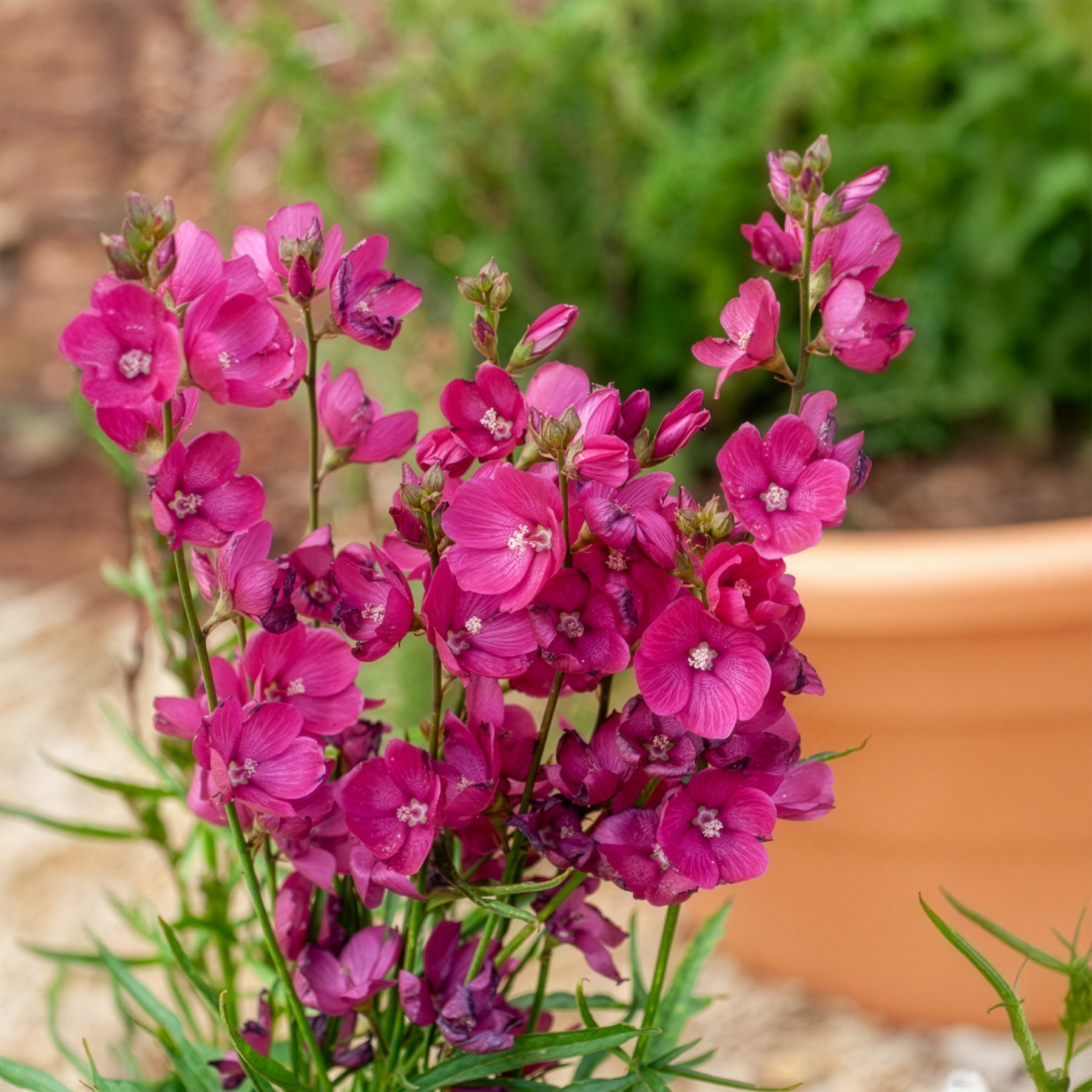 Bakker Sidalcée Brilliant vivace pot Ø 9cm fuchsia