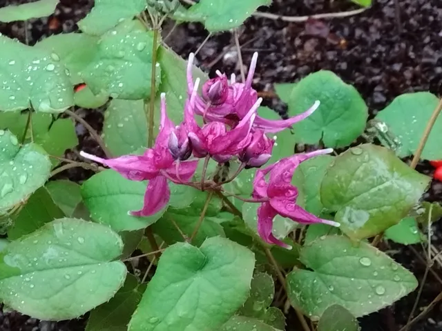 Passion Vivaces Epimedium grandiflorum Red Beauty plante pot 1L