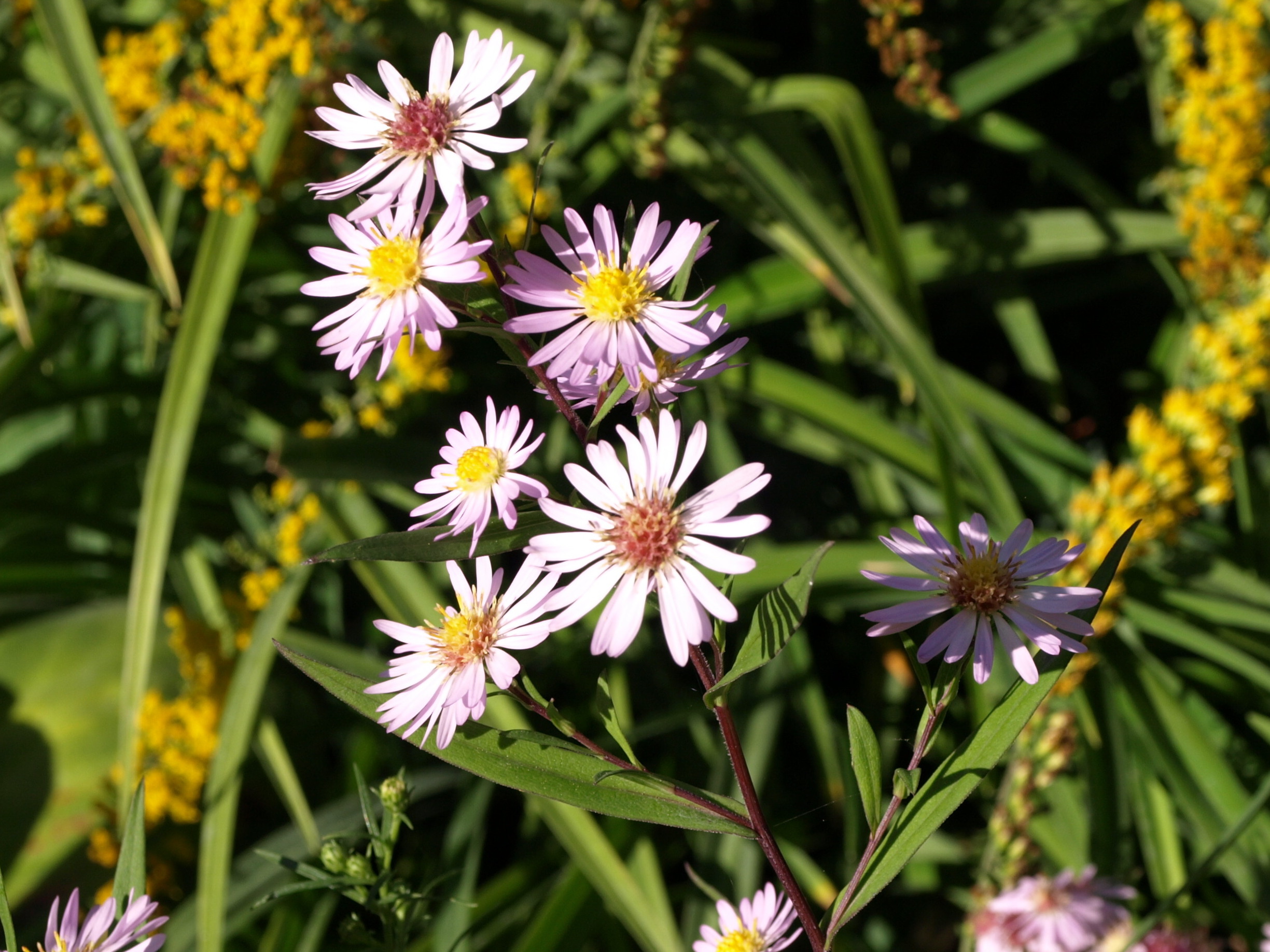 Passion Vivaces Aster Vasterival vivace godet rose tendre