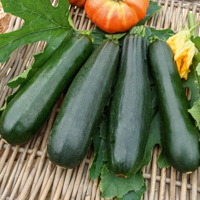 Bakker Black Beauty courgette graine sachet 5g productive