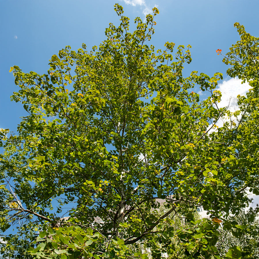 Bakker Populus tremula peuplier pot 80-100cm