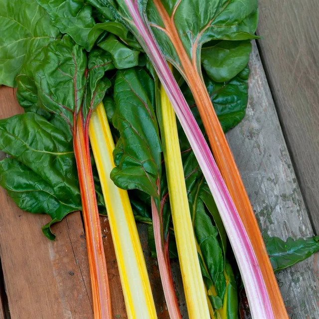 Bakker Poirées à cardes colorées graines 15 g