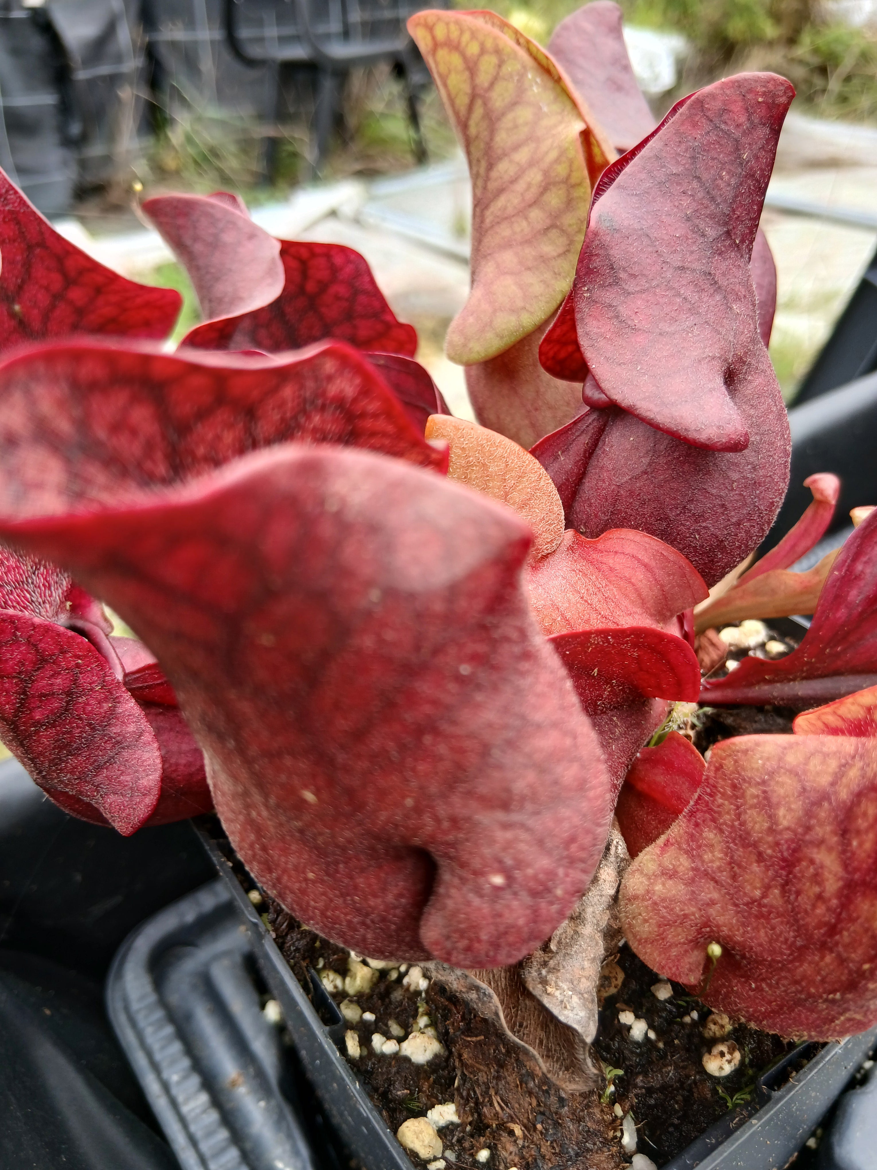 Carniflore Sarracenia purpurea venosa rouge plante carnivore 1 point
