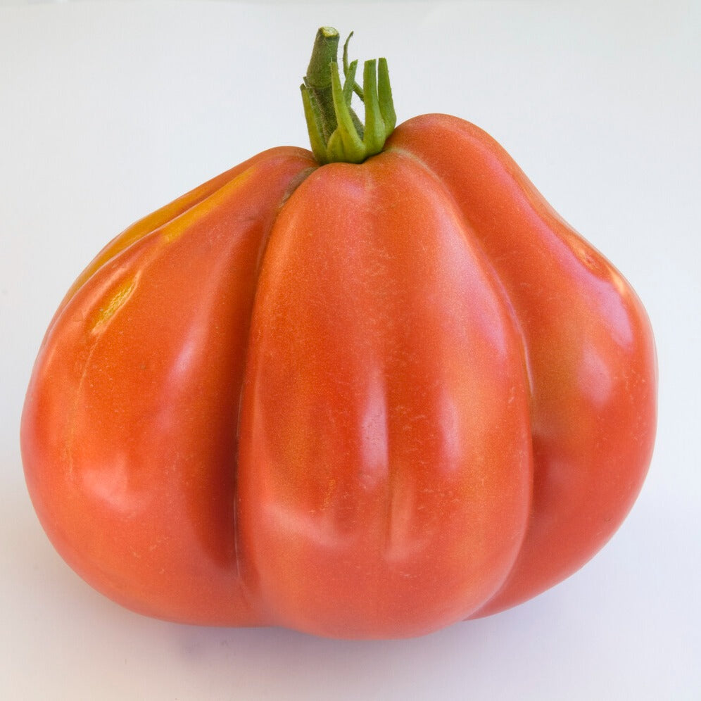 Bakker Potager et Graines Tomate Liguria graines tomates sachet 0,1g sauce