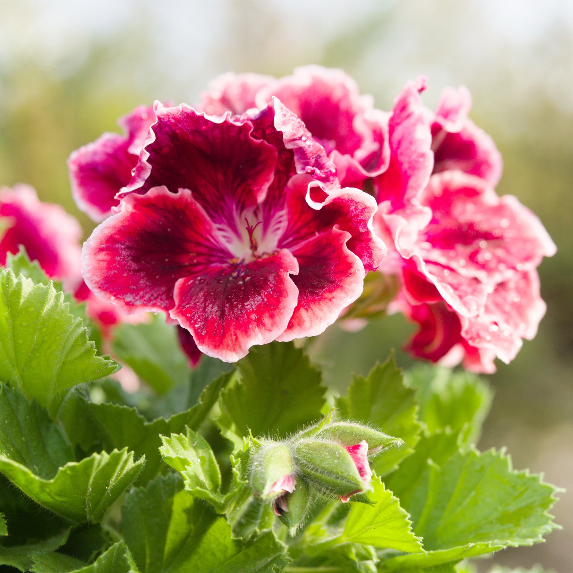 Bakker Pansy géranium parfumé 3 pots Ø10,5cm rose