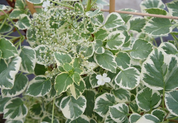 Les Hortensias du Haut Bois Pétiolaris Silver Lining hortensia grimpant