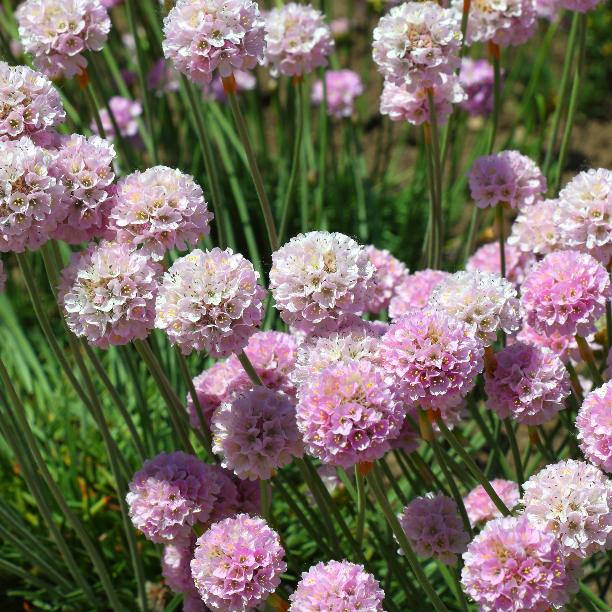 Bakker Rosea Compacta gazon d'Espagne pot 9cm rose