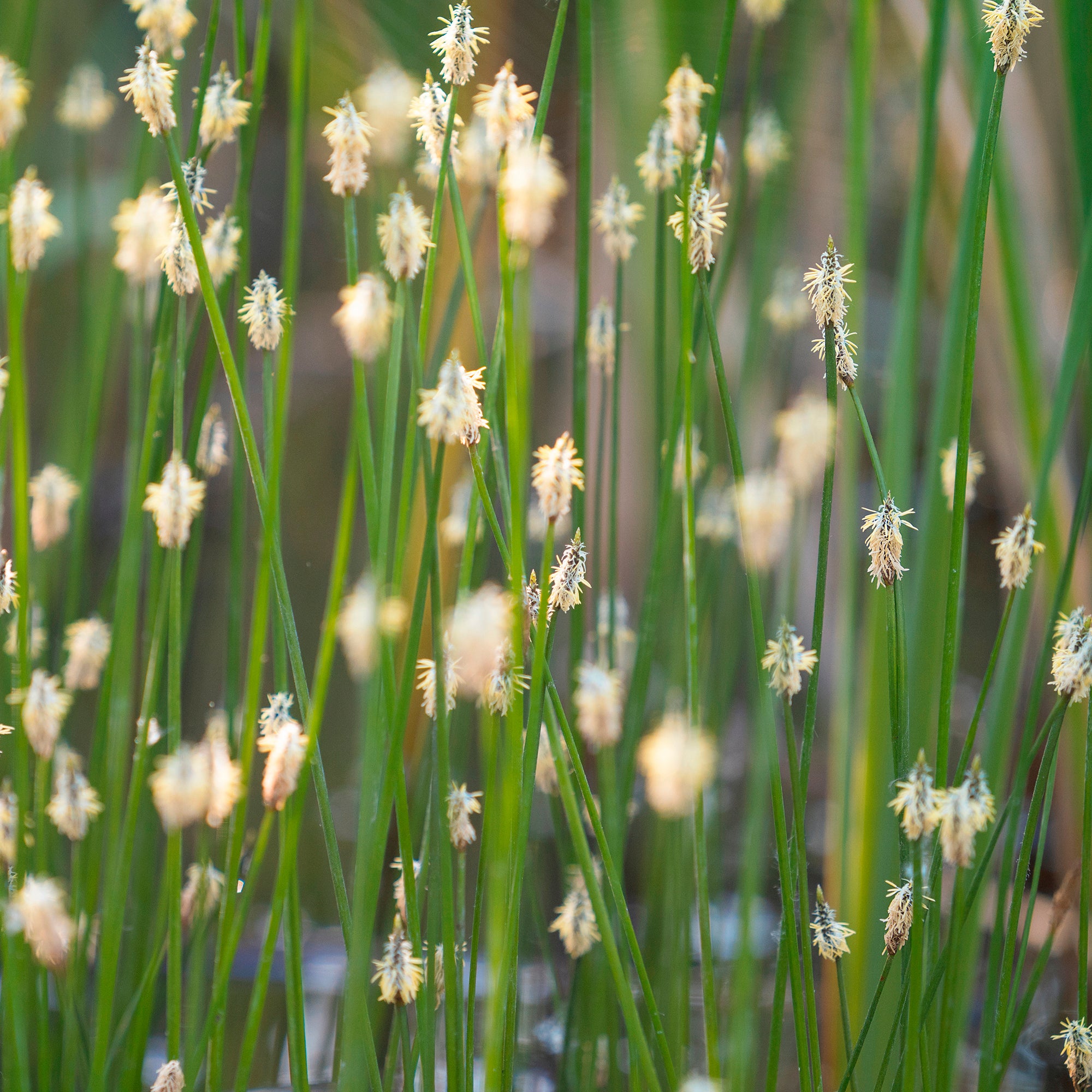 Bakker Eleocharis des marais plante de bassin pot Ø 9 cm
