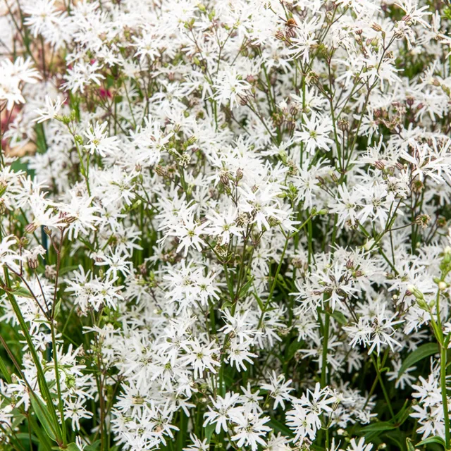 Bakker Lychnis White Robin plante vivace pot 9cm blanc