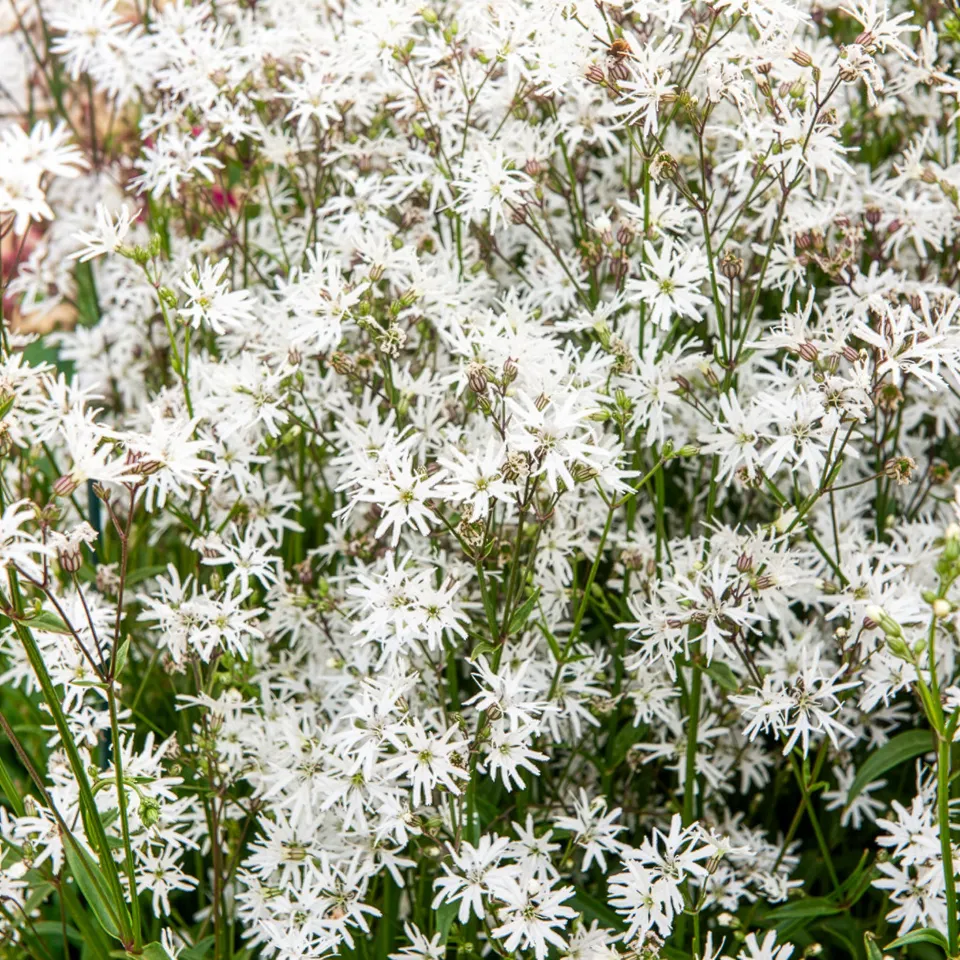 Bakker Lychnis White Robin plante vivace pot 9cm blanc