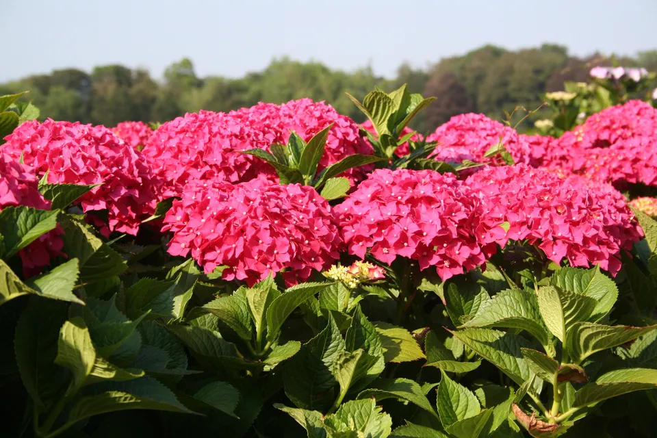 Les Hortensias du Haut Bois Leuchtfeuer hortensia boules rouges