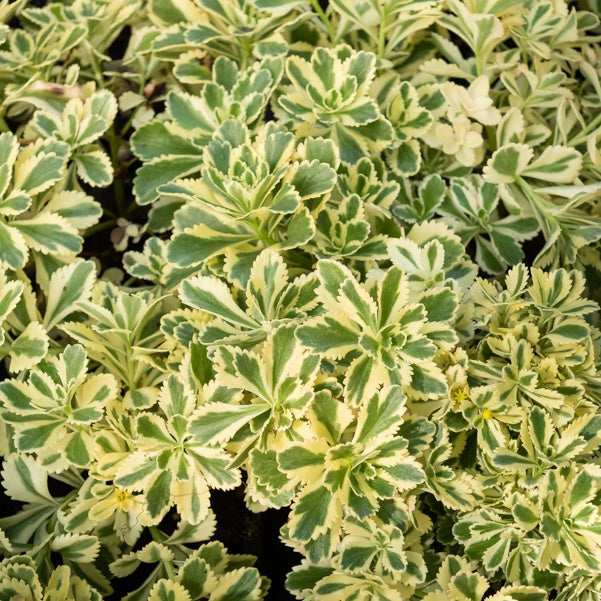 Bakker Sedum Atlantis orpin panaché plante vivace pot 9cm