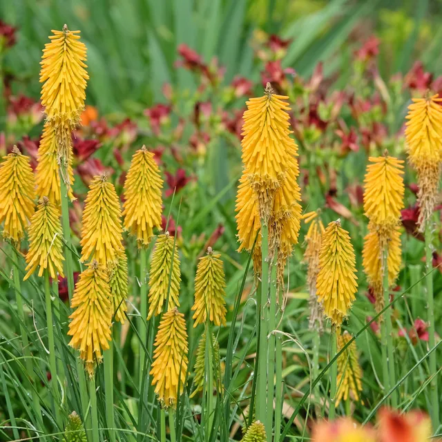 Bakker Tritoma Mango Popsicle Kniphofia fleur pot Ø9cm orange