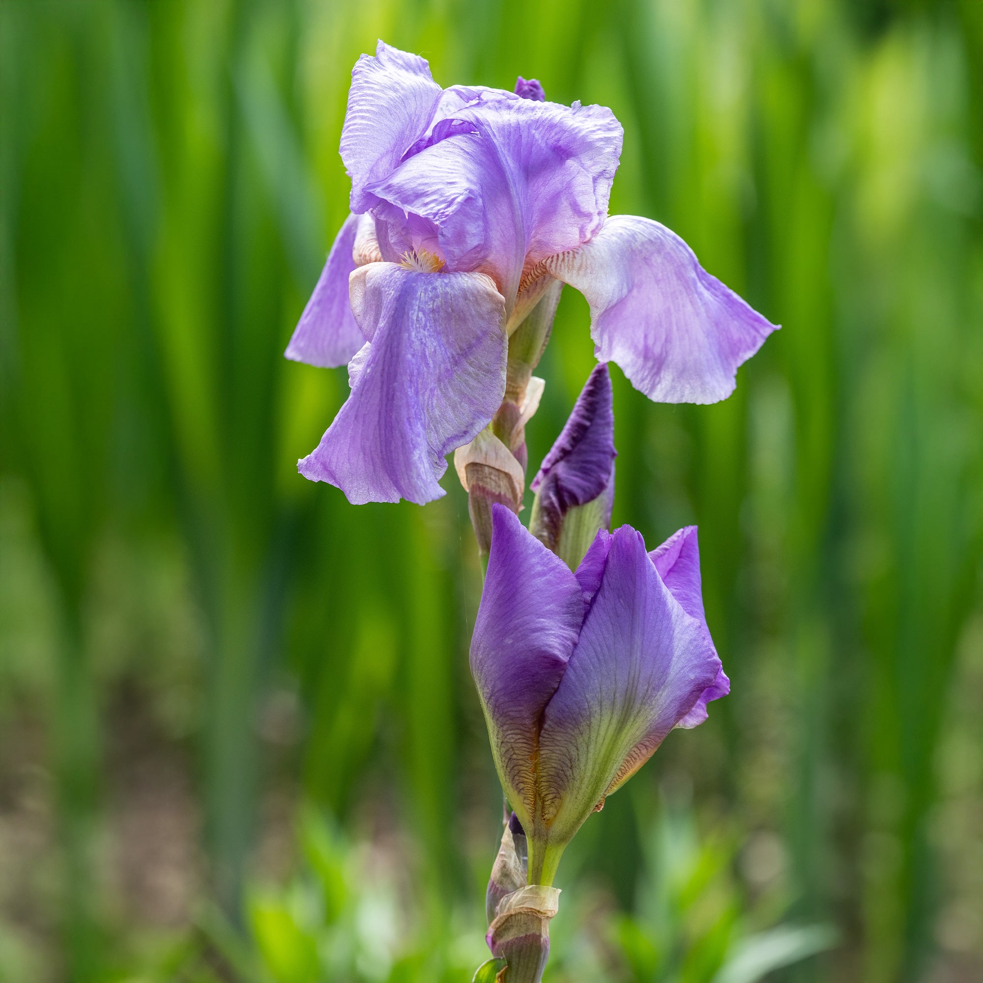 Bakker Iris Lovely Again vivace violette paquet 3 racines