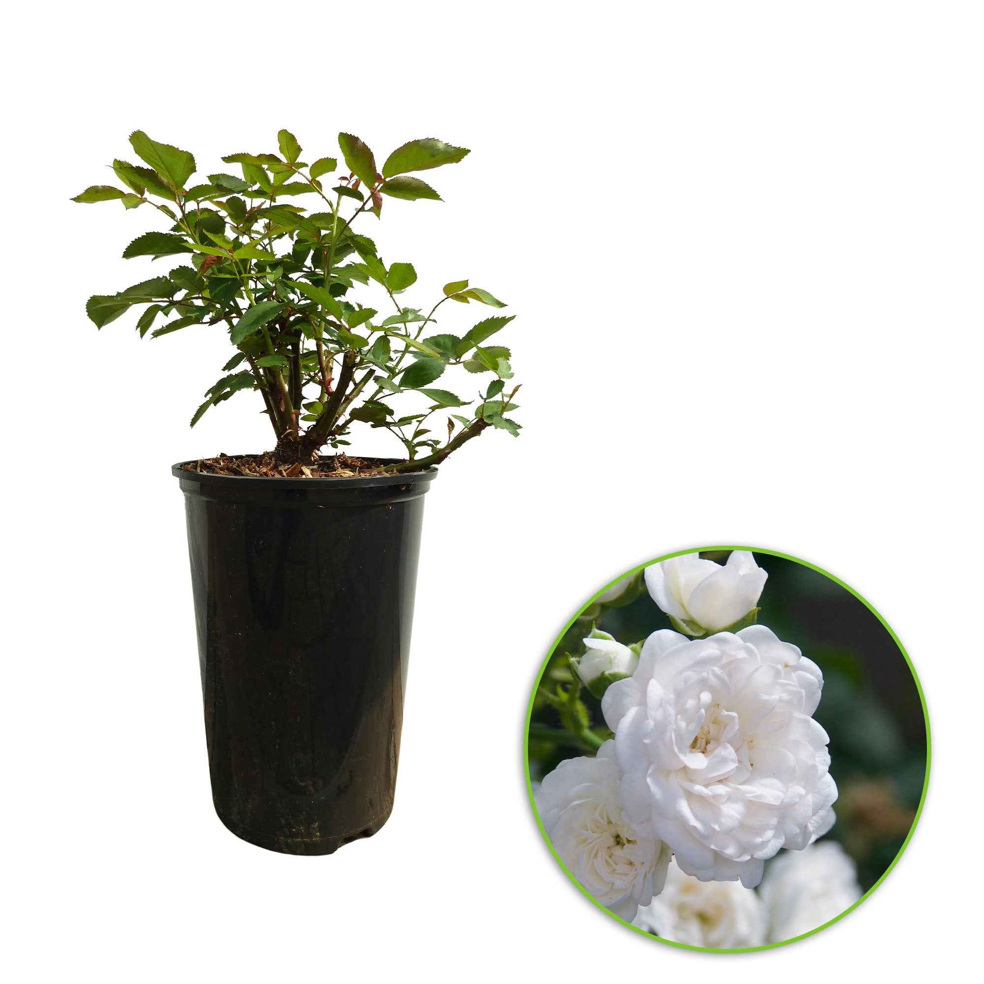 Bakker Rosiers Diamant rosier couvre-sol pot 3L blanc