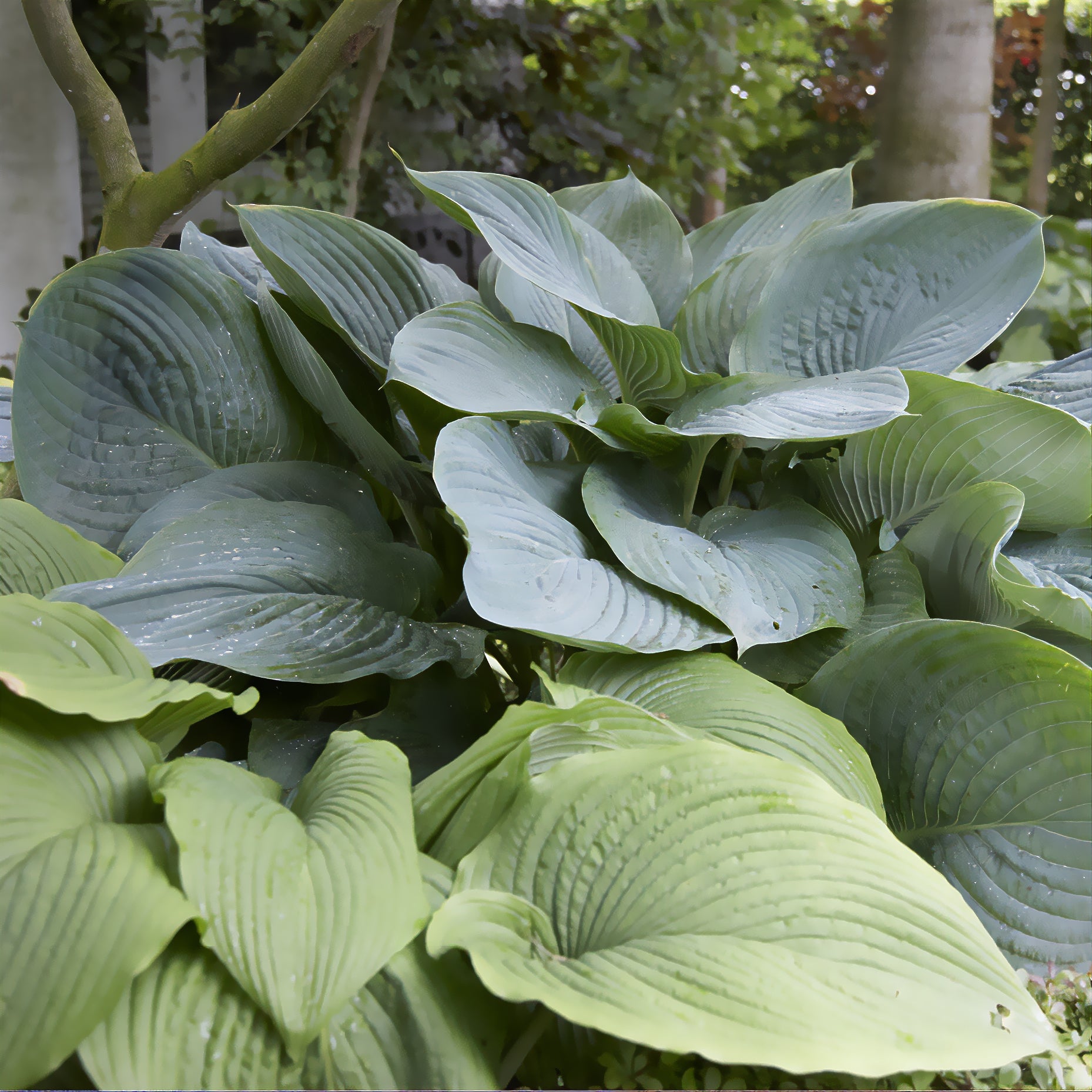Bakker Hosta Empress Wu plante vivace pot 9cm géant ombre