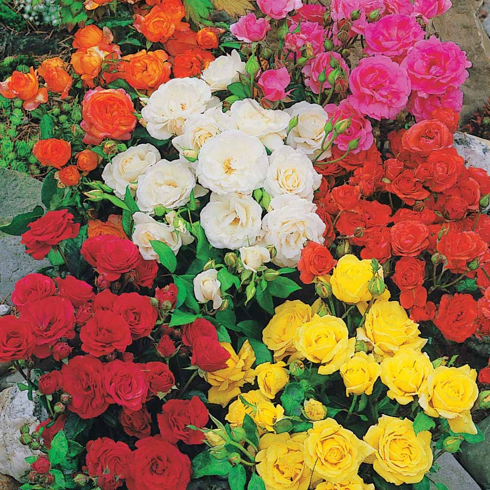 Bakker Rosiers Polyantha massif mélange 10 racines nues