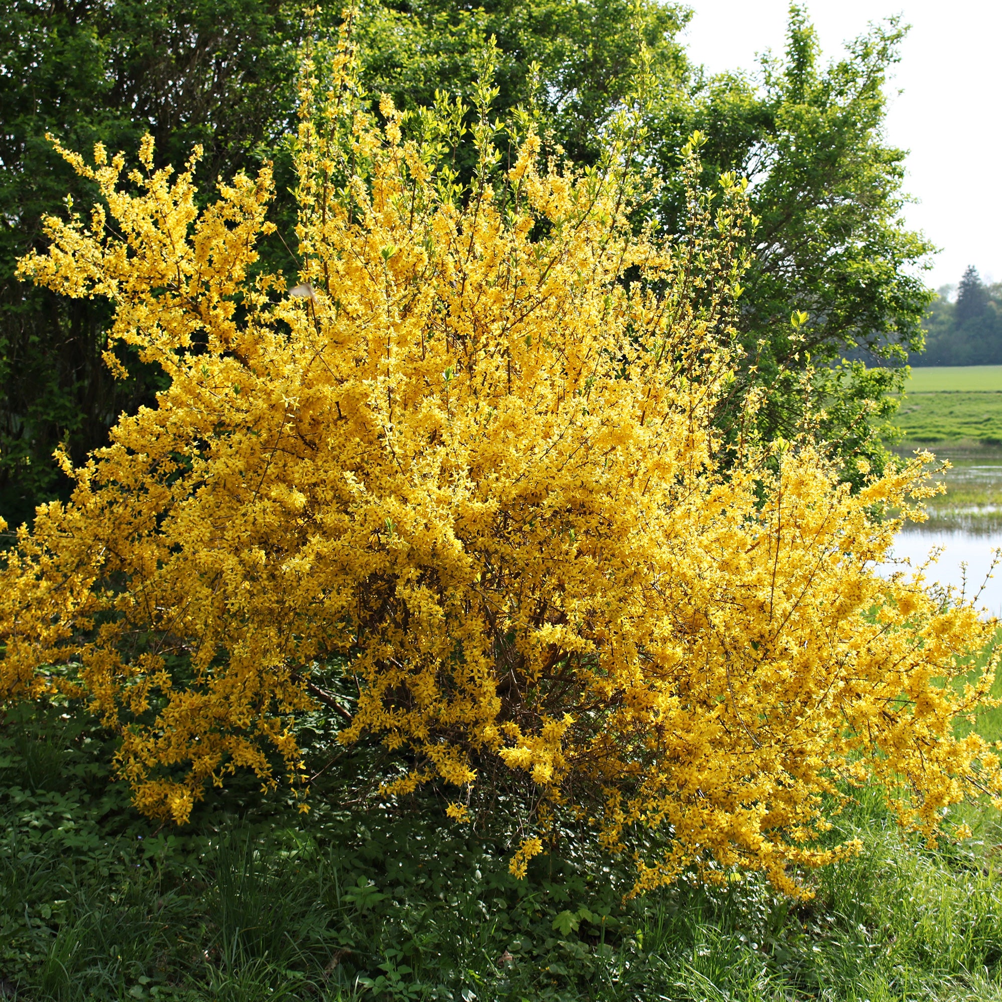 Bakker Forsythia Lynwood Gold arbuste pot Ø9cm