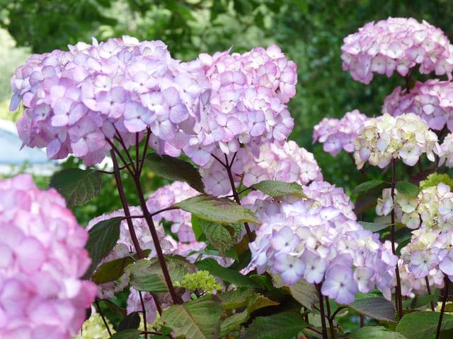 Les Hortensias du Haut Bois Preziosa hortensia serrata godet