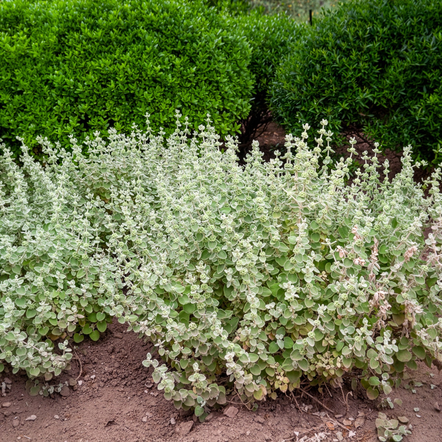 Bakker Vivaces Ballote pseudodictamnus pot 9cm argenté