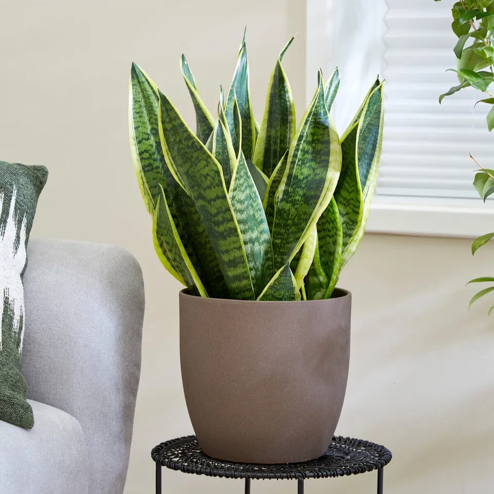 Bakker Plantes d'intérieur Sansevière Futura Superba 20cm pot 12cm