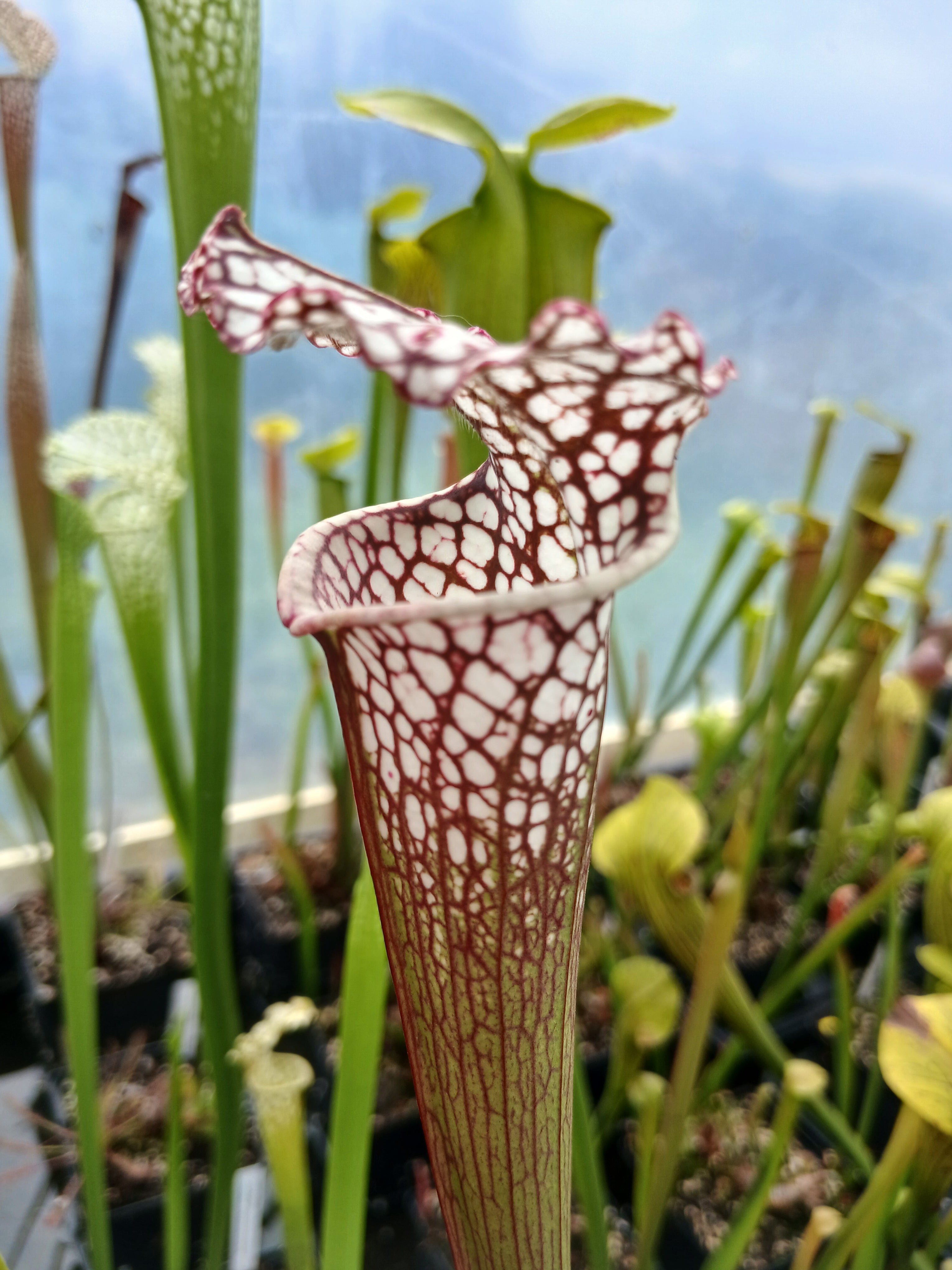 Carniflore Sarracenia Cronus Titan plante carnivore 80 cm pot 11