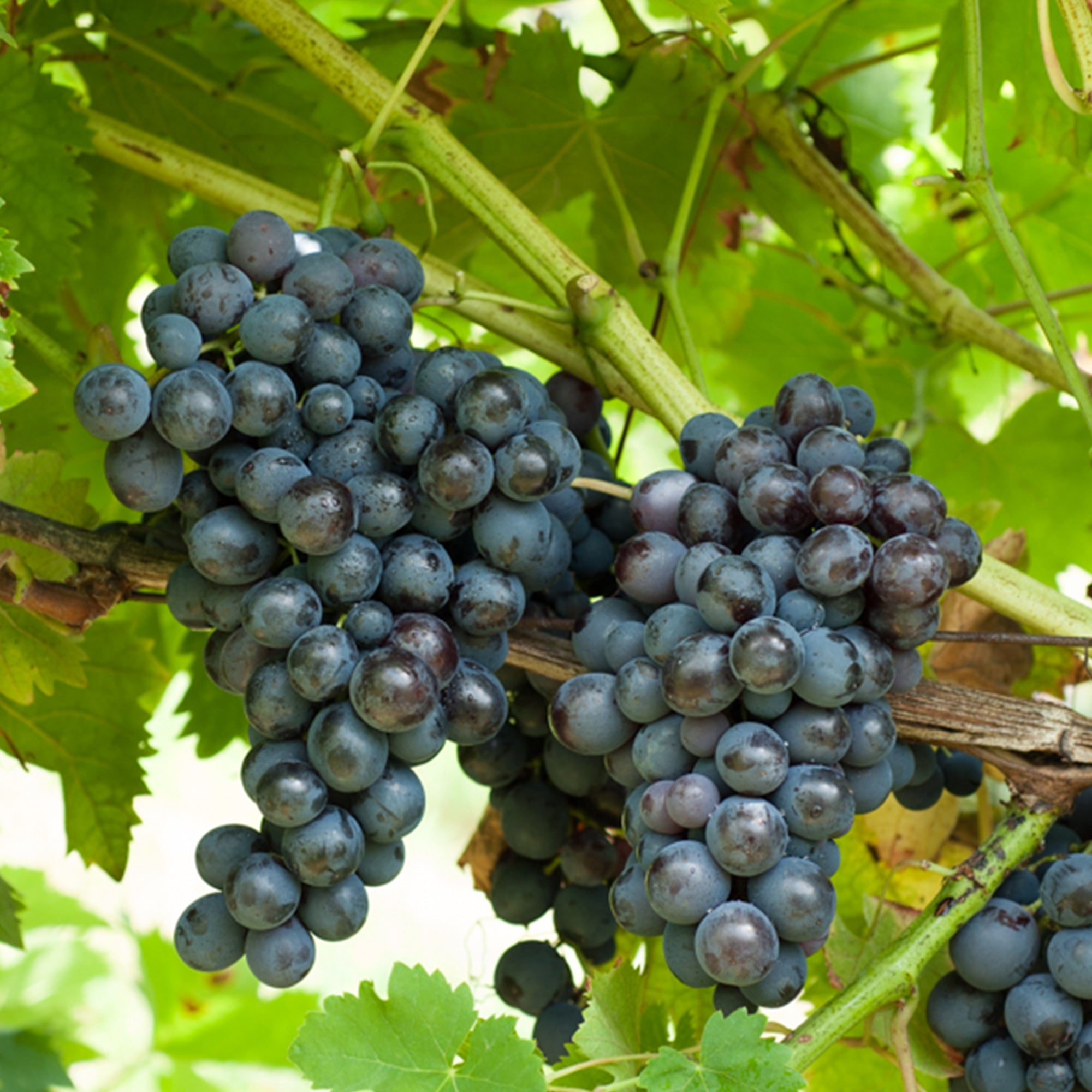 Bakker Muscat de Hambourg vigne raisin noir motte 2 ans 30-40cm
