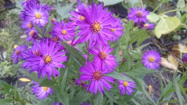 Passion Vivaces Aster laevis Violetta plante vivace godet violet profond