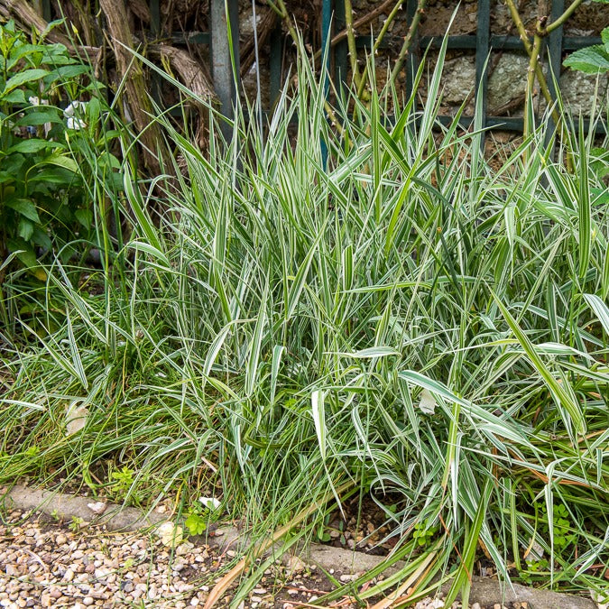 Bakker Phalaris Panaché Baldingère graminée pot 9cm berge