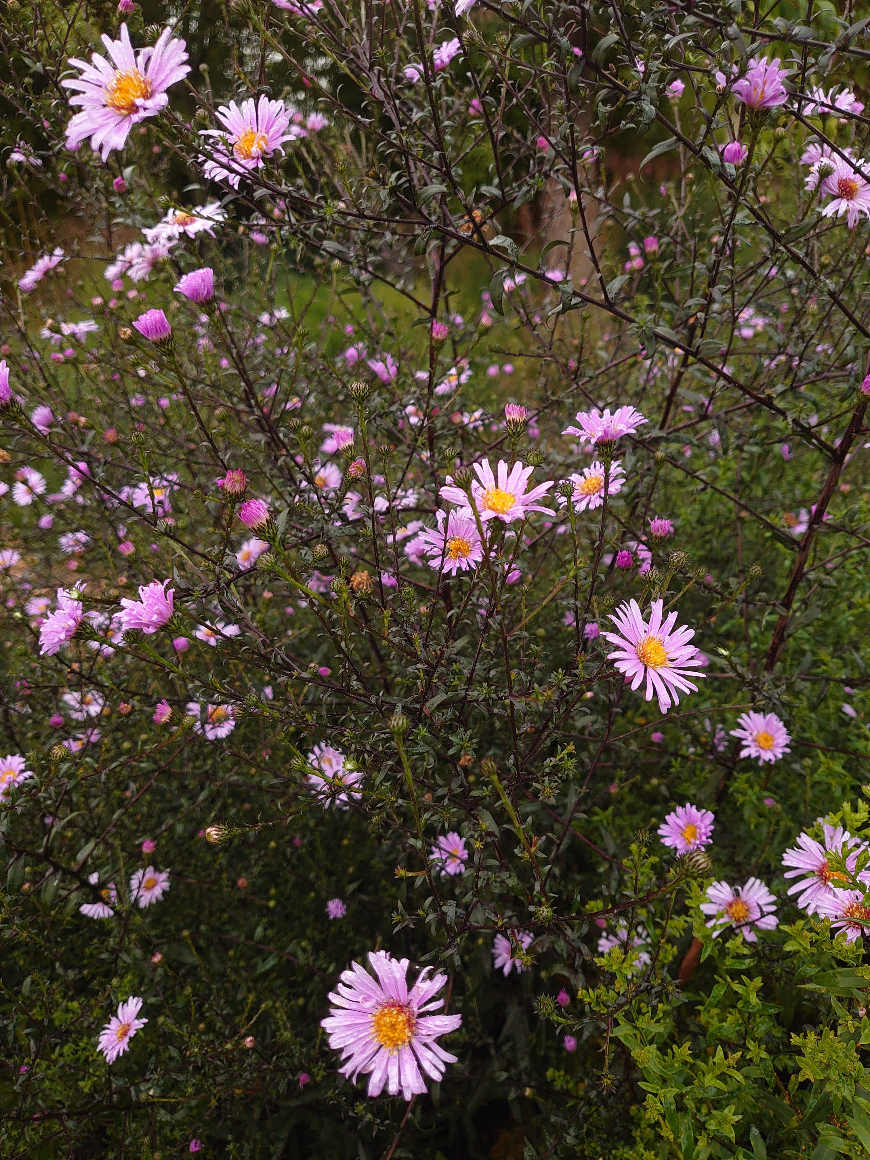 Passion Vivaces Aster laevis Glow in the Dark plante vivace godet
