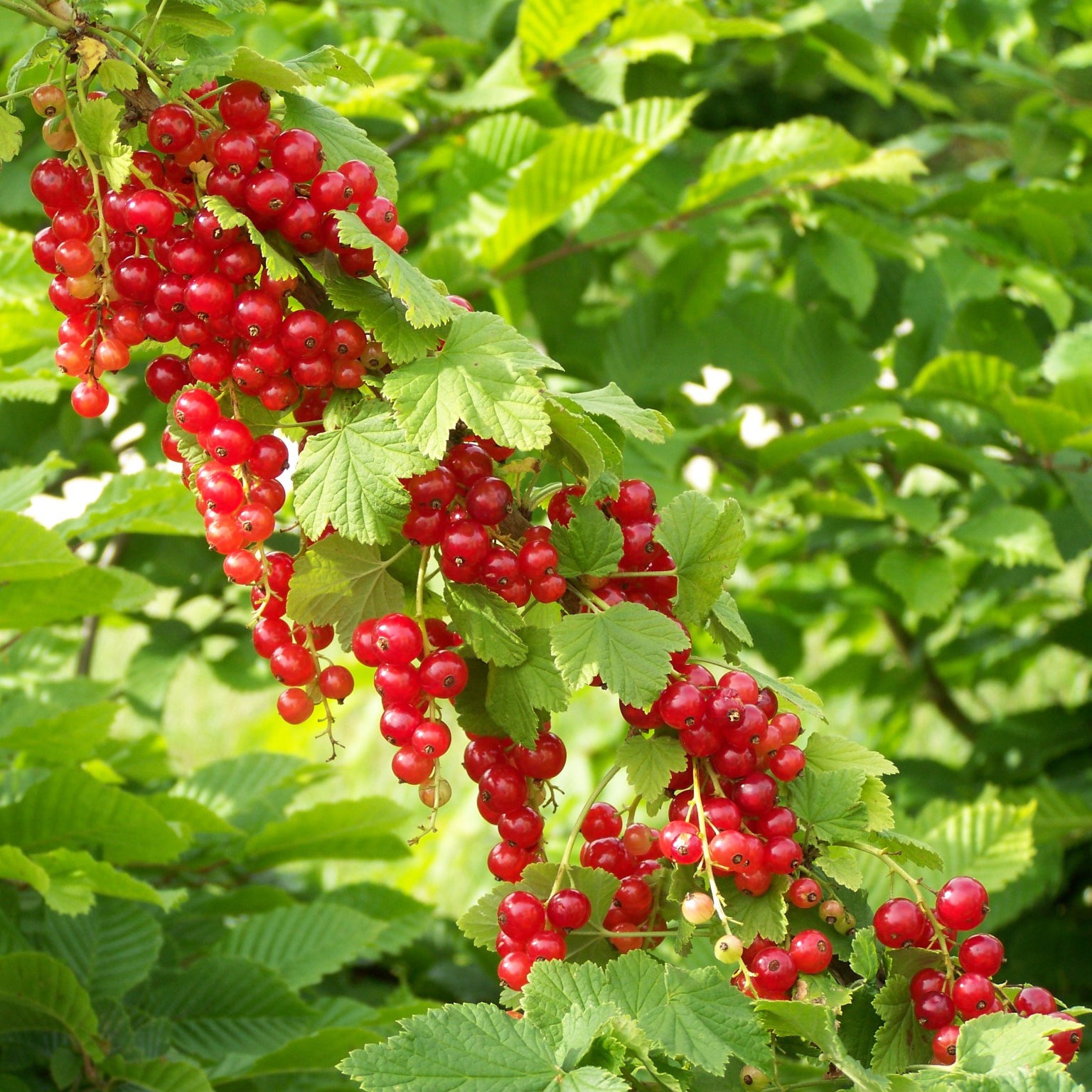 Bakker Groseillier Junifer fruitier pot 1,5L autofertile
