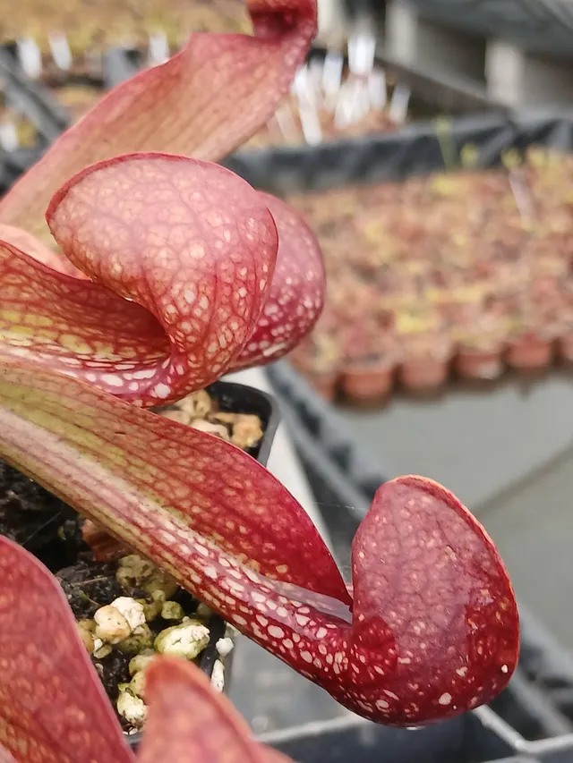 Carniflore Sarracenia psittacina okefenokeensis plante carnivore 1 point