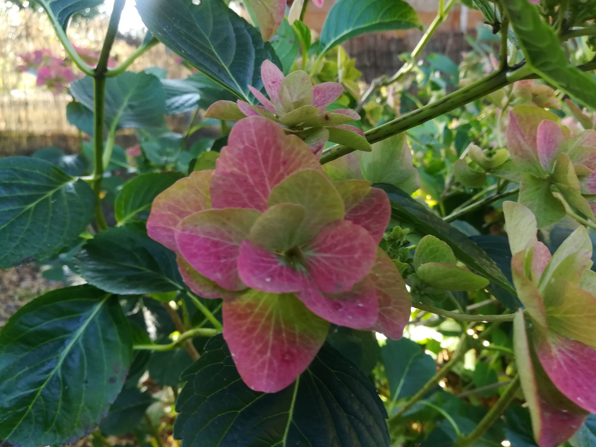 Mikawa Yae Hydrangea macrophylla hortensia plat double
