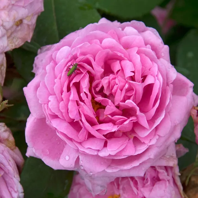 Bakker Rosiers Comte de Chambord rosier motte rose
