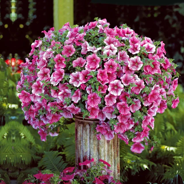 Bakker Pétunias retombants roses pétunia 3 pots Ø10,5 cm