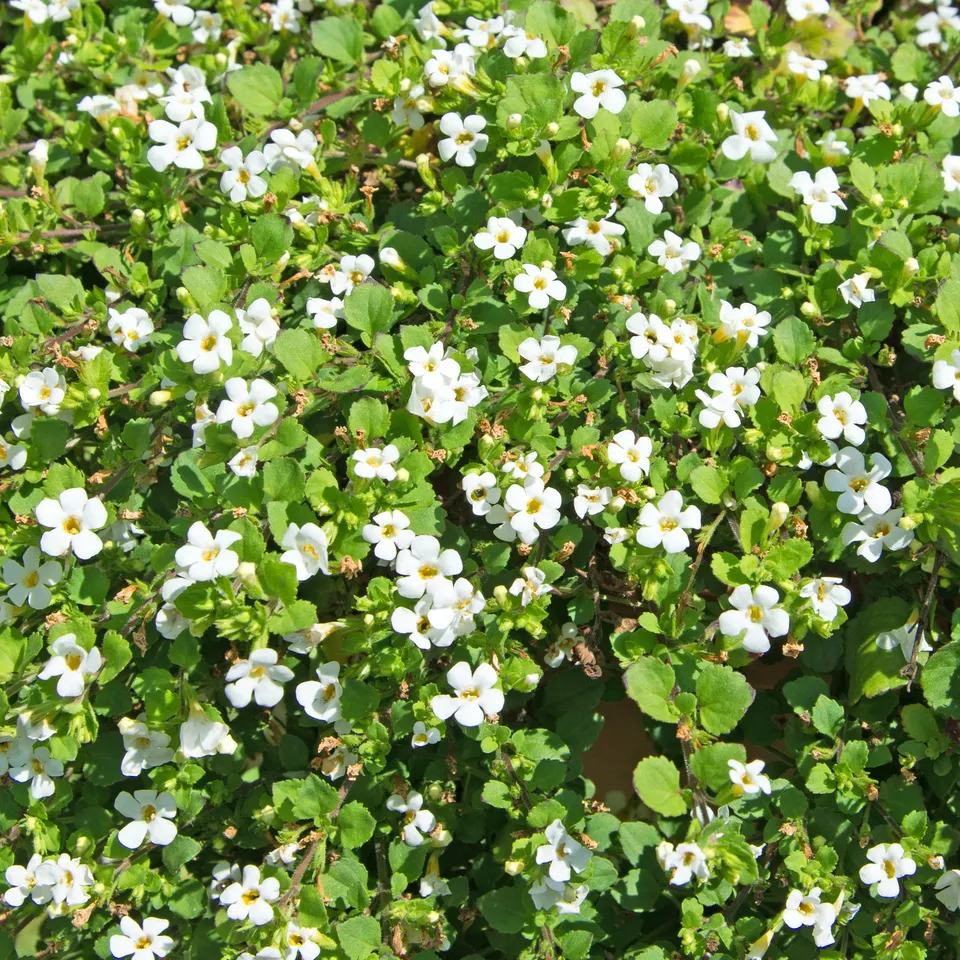 Bakker Plantes terrasse Bacopa blanc retombante pot 10,5cm floraison
