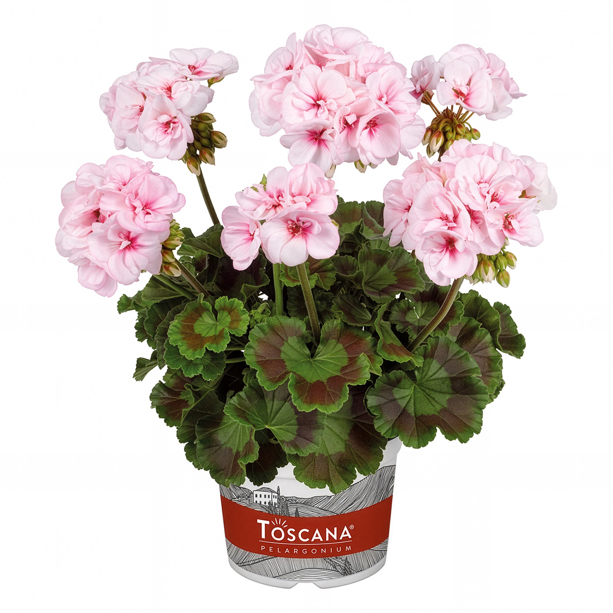 Bakker Géranium Zonale Estelle rose 3 pots 11cm