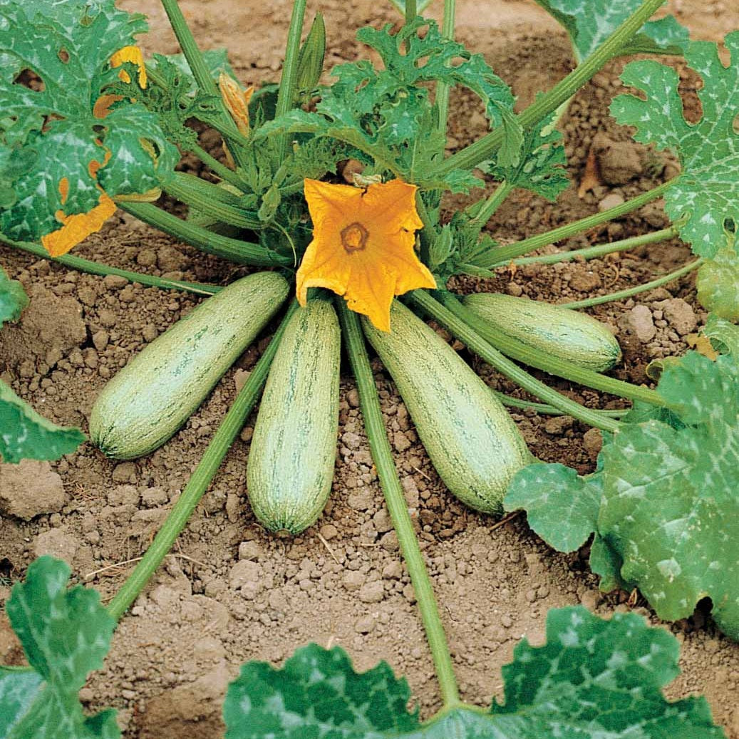 Bakker Courgette Profusion Grisette de Provence sachet 2g grise