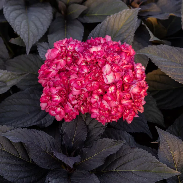 Bakker Hortensia Eclipse Bailmacseven plante pot 3L rouge