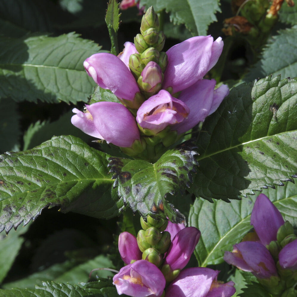 Bakker Plantes vivaces Galane oblique Alba pot 9cm sol humide