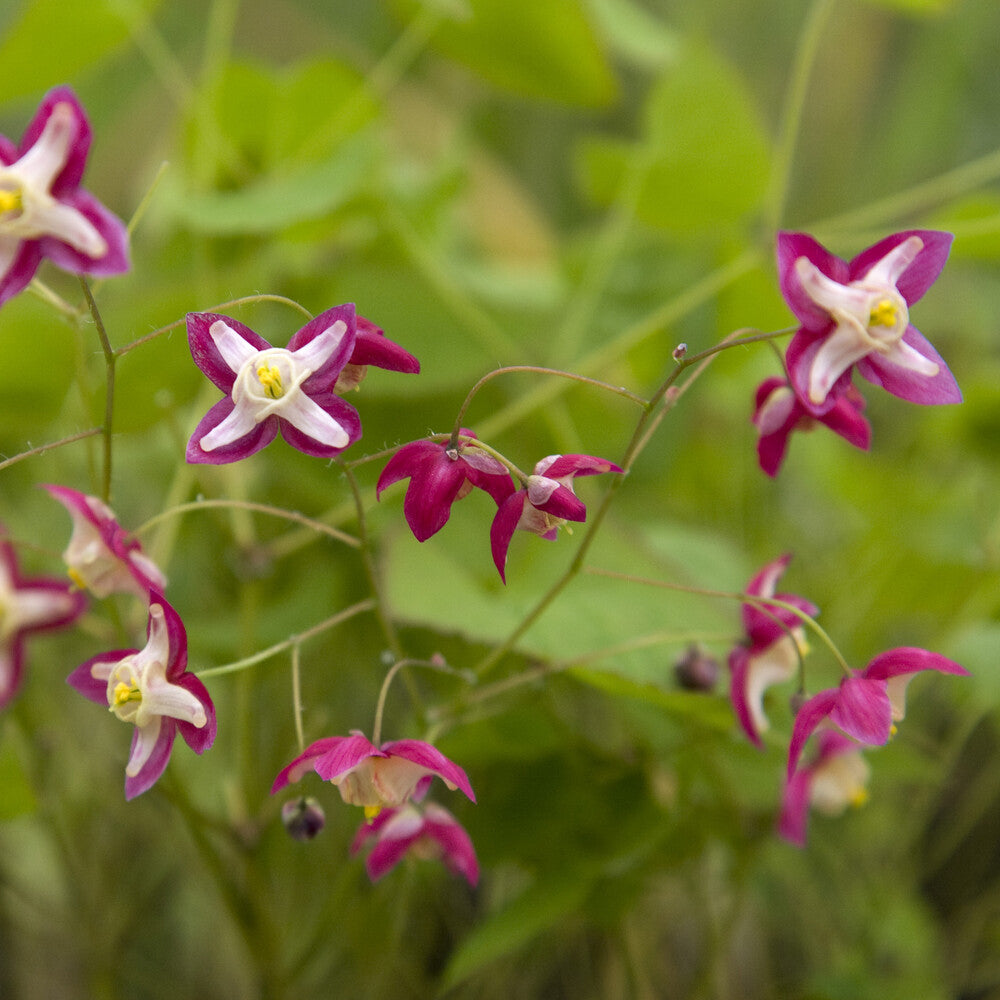 Bakker Epimedium rouge plante vivace pot Ø 9cm fleurs roses