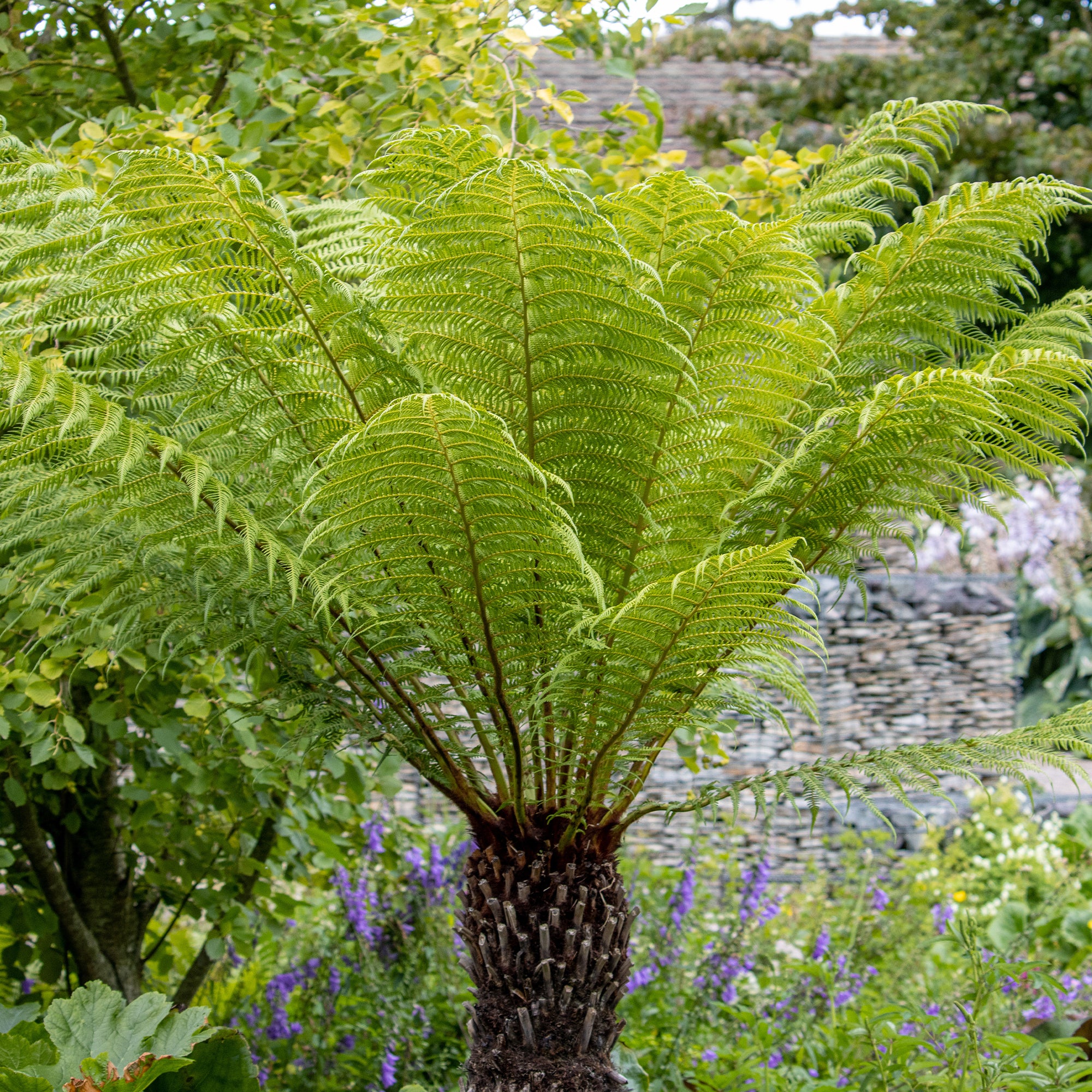 Bakker Plantes vivaces Fougère Tasmanie pot 9 cm