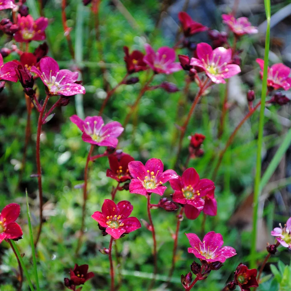 Bakker Saxifrage mousse Purpurteppich vivace pot 9cm fuchsia