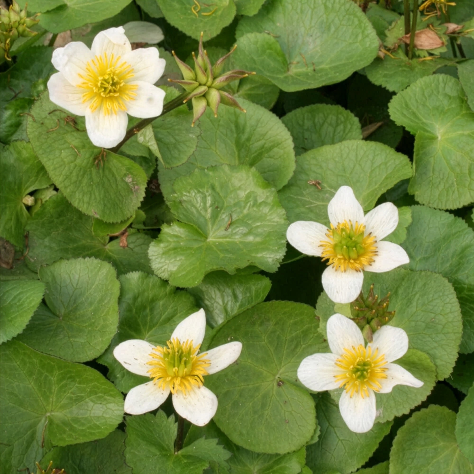 Bakker Populage blanc des marais plante bassin pot 9cm