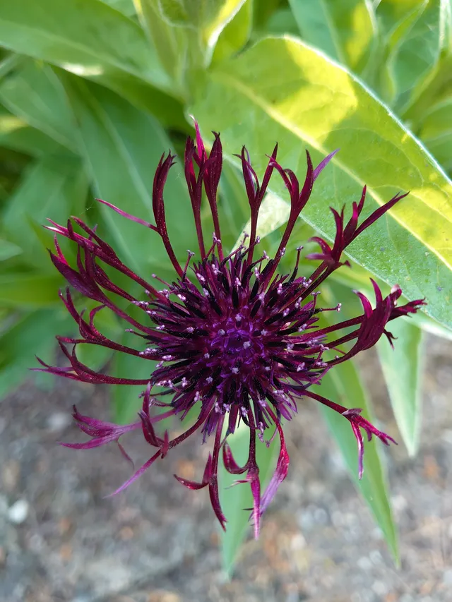Passion Vivaces Centaurea montana Jordy plante vivace godet bordeaux