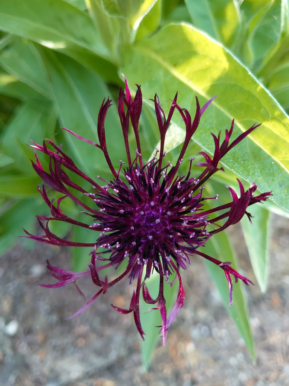 Passion Vivaces Centaurea montana Jordy plante vivace godet bordeaux
