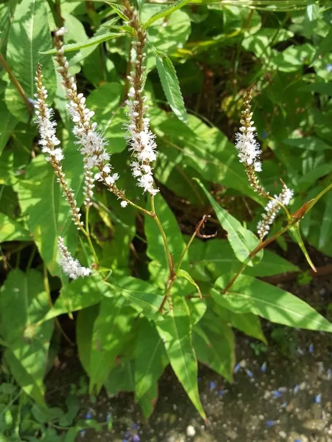 Passion Vivaces Persicaria amplexicaulis Alba Junior plante compacte