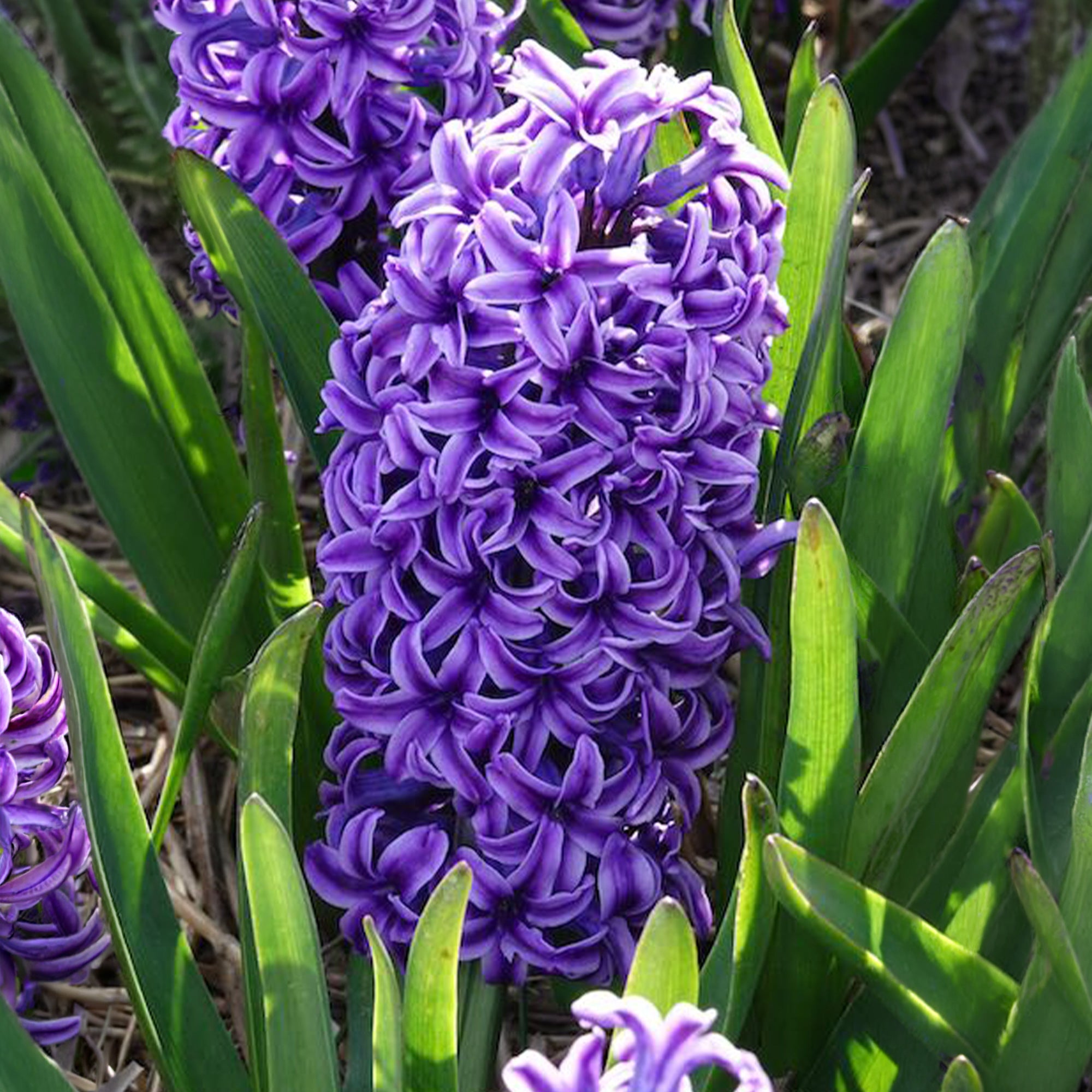 Bakker Bulbes à fleurs Jacinthe Blue Jacket sachet 3 bulbes bleus