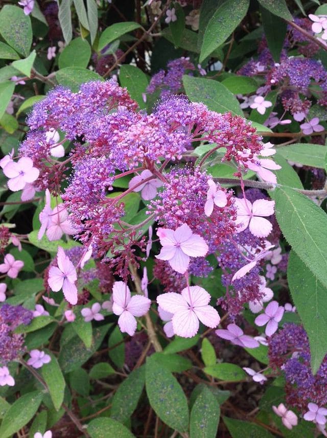 Les Hortensias du Haut Bois Villosa hortensia aspera grandes feuilles