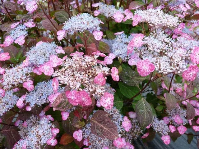 Les Hortensias du Haut Bois Hydrangea serrata Amacha hortensia montagne